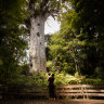 Maori intervention gives science a chance to save forest god