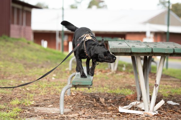 A dog searches for a scent using the K9 Nose Work approach