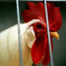 Five children hospitalised with salmonella linked to backyard chickens