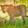 Leopard in Kruger National Park, South Africa.