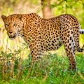 Leopard in Kruger National Park, South Africa.
