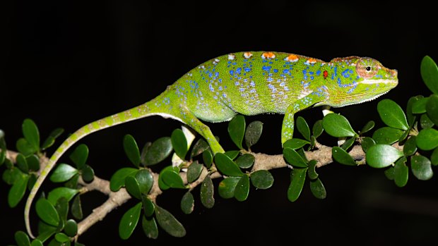 Madagascar’s Labord’s chameleon: does it have a challenger for the world’s shortest-lived creature in the Australian political leader?