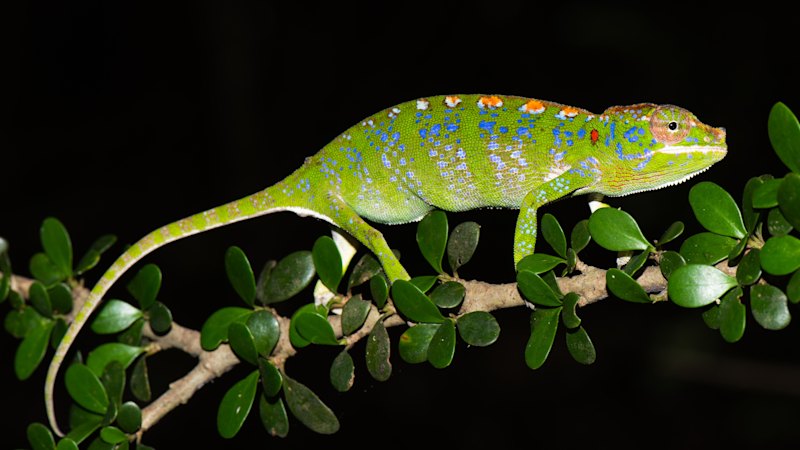 What Australia’s political chameleons can learn from this Madagascan reptile