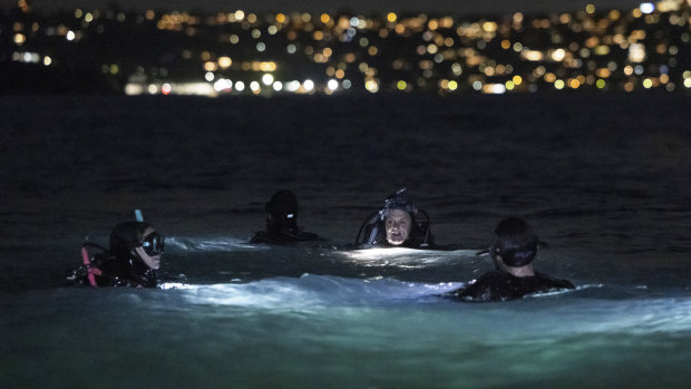 As night falls, divers slip into the waters off Manly to shine light on wildlife