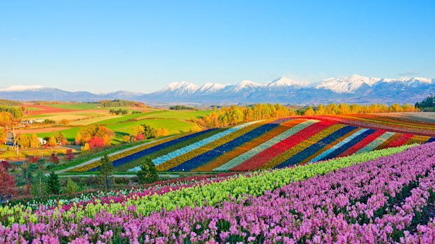 New sights … the Shikisai-no-oka or Panoramic Flower Garden, in Biei on the island of Hokkaido, Japan.