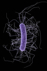A 3D illustration of the Clostridium difficile bacillus.