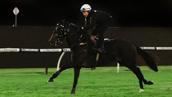 Verry Elleegant works in the morning before the Queen Elizabeth Stakes.