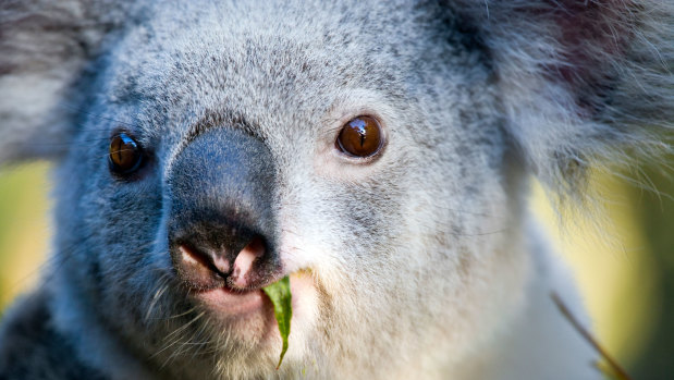 Brisbane City Council wants the state government to hand over southside koala habitat at a peppercorn rate.