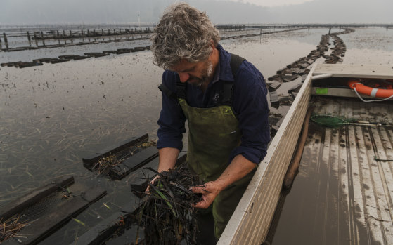 Greg Carton, owner of Broadwater Oysters in Pambula, says the oysters seem to be clearing it the ash well. "They're remarkable little creatures."