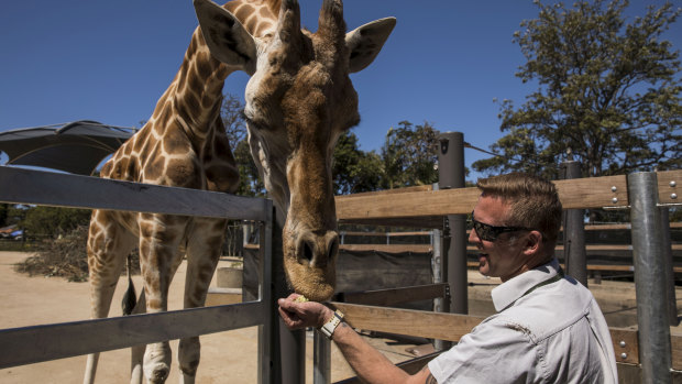 Jimmy Sanders with the giraffes at Taronga Zoo. 