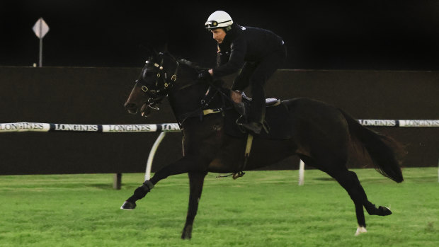 Verry Elleegant works in the morning before the Queen Elizabeth Stakes.