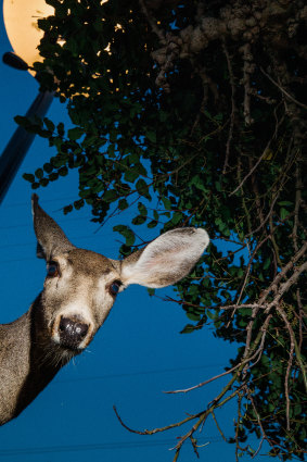 A mule deer in Avalon, California, on Santa Catalina Island.