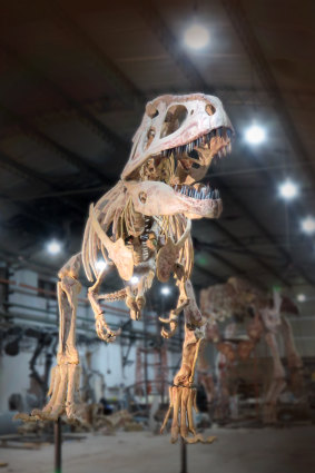 The predator Tyrannotitan lived at the same time as Patagotitan, and may have had a counterpart in Australia.
