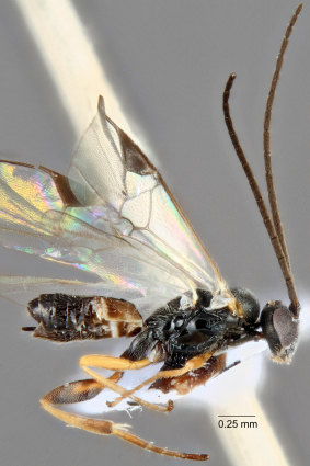 Glyptapanteles andamookaensis, the vicious parasitic wasp. 