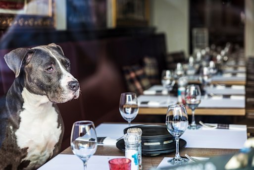 At Dogstronomy, the rules are simple: the larger the diner, the more you pay. Humans, take heed.