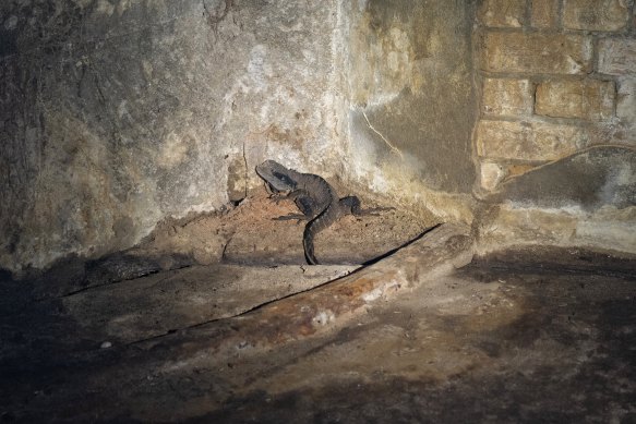 The abandoned tunnels have become a refuge for wildlife, including water dragons. 