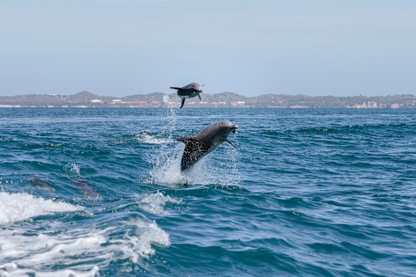 Após o mergulho, os golfinhos seguem a esteira do barco.