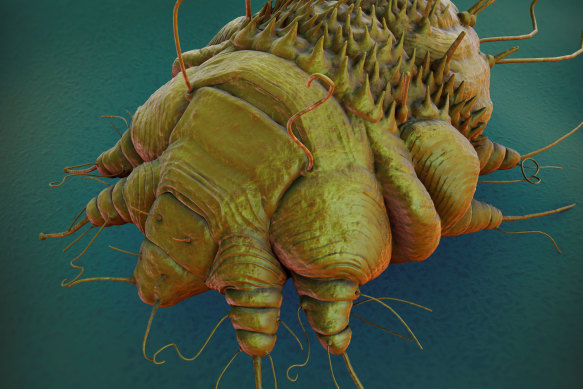 A close-up view of the cause of scabies: the Sarcoptes scabiei mite.