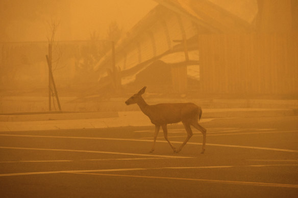 A deer is caught in the smoke from the the Dixie Fire.