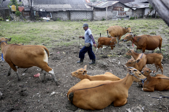 A farmer leads his cows to be given a vaccine against the highly infectious foot-and-mouth disease during a vaccination campaign in Bali.