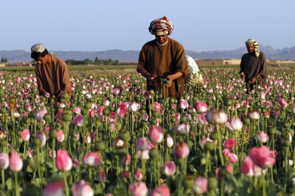 The world’s opium is sourced from Afghanistan, where production has surged.