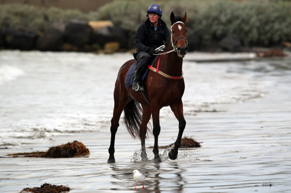 Kirsty Mcmahon giving Cats Fun an early morning run on Warrnambool beach back in 2014.
