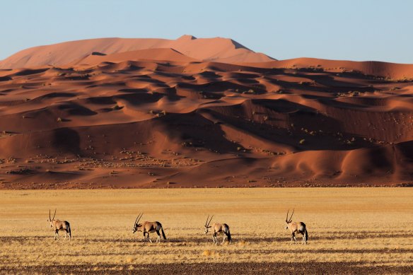 French-Australian Jerome Hugonnot has been working to protect Saharan oryx.