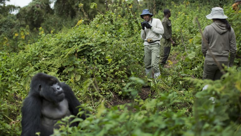 A tourist takes photos of a male silverback mountain gorilla in Rwanda.