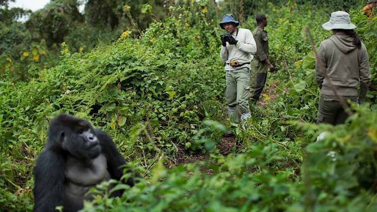 A tourist takes photos of a male silverback mountain gorilla in Rwanda.