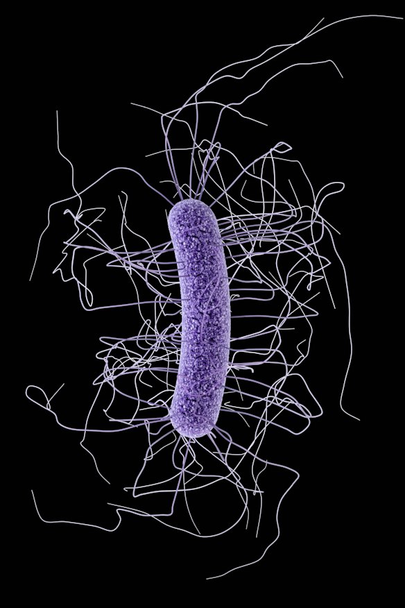 A 3D illustration of the Clostridium difficile bacillus.