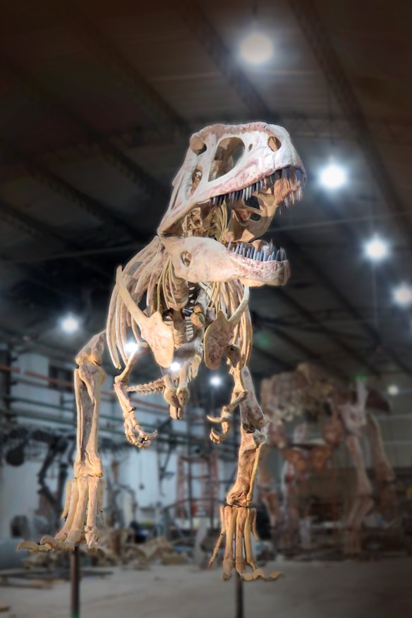 The predator Tyrannotitan lived at the same time as Patagotitan, and may have had a counterpart in Australia.