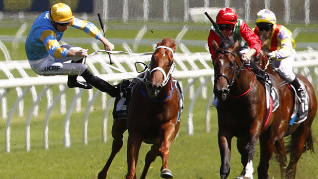 Sent flying: Hugh Bowman falls from Performer in the Todman Stakes.