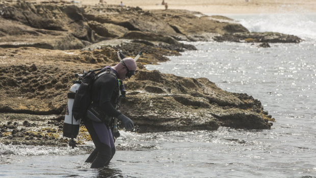 A diver enters the water at La Perouse on Saturday.