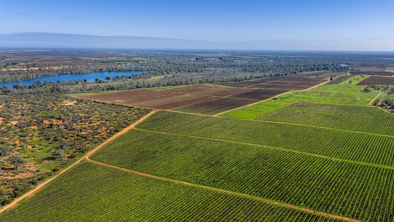 Endeavour, Treasury Wine Estates tap agents to sell vineyards