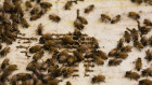More than 600 bee hives have been destroyed to ward off foreign varroa mites.