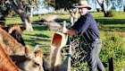 Phil Ryan, Dairy Farmer in Bega.