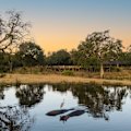 A heron hitches a ride on a hippo next to Sabi Sabi Bush Lodge.
