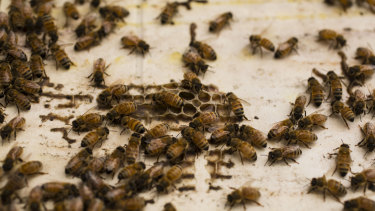 A biosecurity zone has been created on the Central Coast as authorities race to co<em></em>ntrol the spread of the varroa mite. 