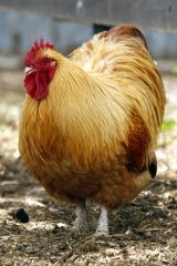 The Queen Motherâ€™s favourite: a Buff Orpington