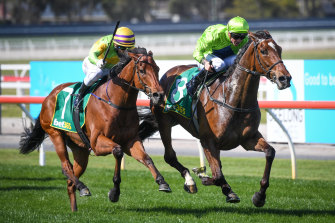 Dean Holland pilots Tralee Rose to victory in the Geelong Cup.