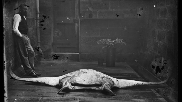 Gerard Krefft with the newly discovered manta ray, Manta alfredi, in the museum’s courtyard in 1869. 