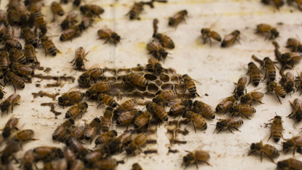 A biosecurity zone has been created on the Central Coast as authorities race to control the spread of the varroa mite. 
