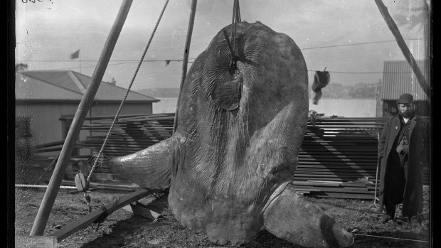 Bump-head sunfish, Mola alexandrini, captured in Darling Harbour in December 1882.
