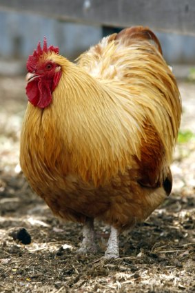 The Queen Mother’s favourite: a Buff Orpington