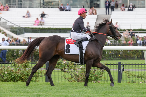 Florescent Star, pictured at Flemington earlier this month, has been put down.  