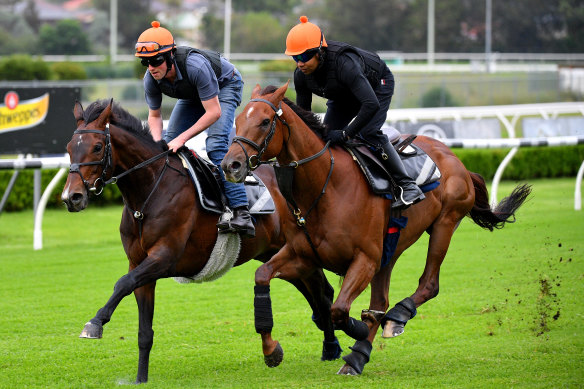 Peak condition: Marquand will ride William Haggas' pair Addeybb (right) in the Queen Elizabeth Stakes and Young Rascal (left) in the Sydney Cup at Randwick on Saturday.