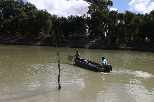 Fisherman Charlie Henderson and his son, also named Charlie, remove dying carp from the Darling-Baaka River.