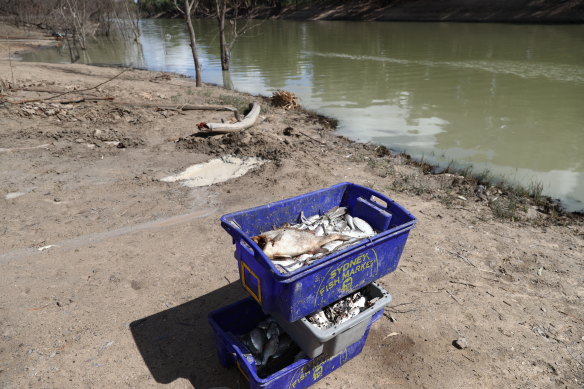 Dead fish pulled from the Darling-Baaka River two weeks into a mass kill event. 