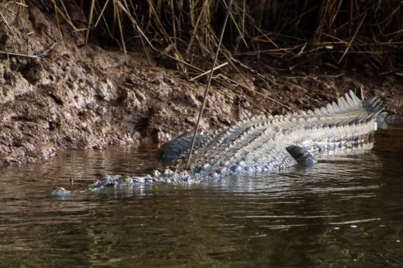 Crocodiles have been sighted in flooded areas of Queensland (file image).