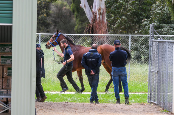 Vets inspect import Camorra at Werribee on the eve of the Melbourne Cup.